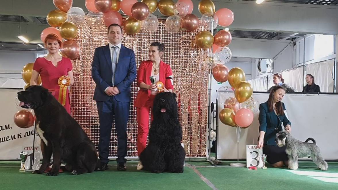 29.03.2025, СПб. Клуб "Спарс" (РКФ, РФСС). Выставка собак САС 2 группы FCI смотреть онлайн