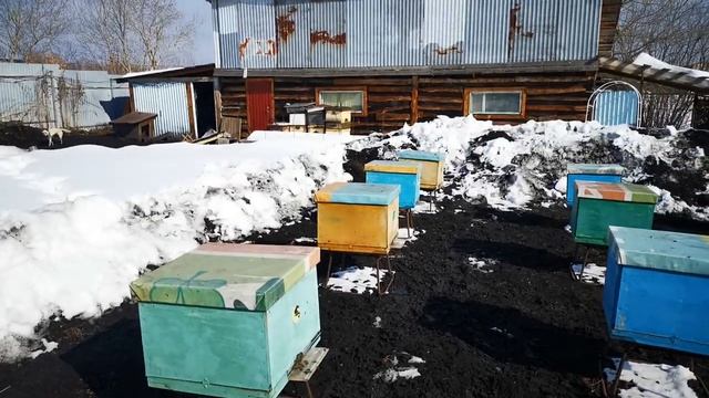 16.03.2023г облет пчёл 🐝 смотреть онлайн