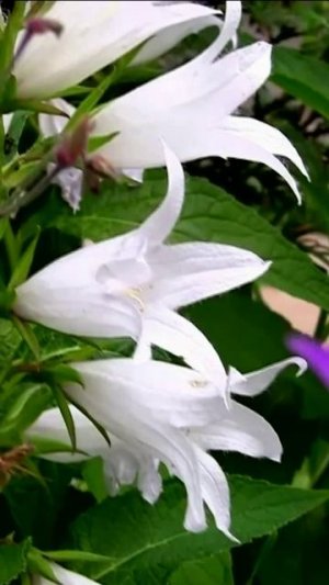 Колокольчик широколистный. Дмитрий Шлапак