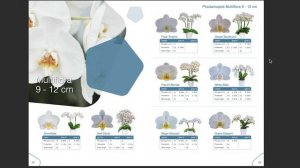 Как определить сорт оридеи фаленопсиса? Все сорта орхидей фаленопсисов! Каталог орх Florucultura