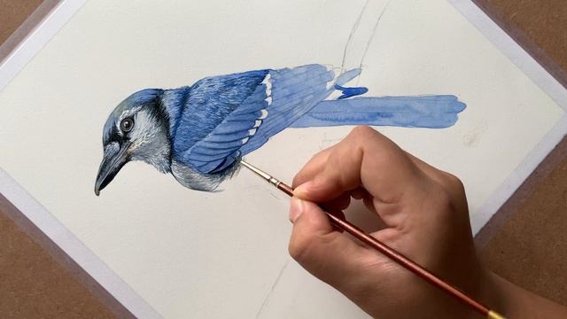 Watercolour Blue Jay bird Painting смотреть онлайн