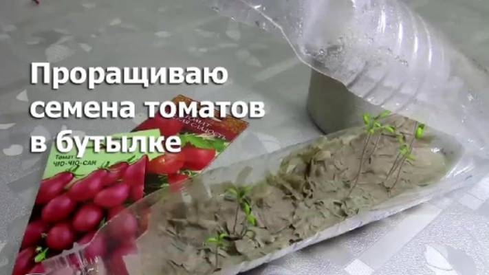 Быстрый и проверенный способ проращивания семян томатов в бутылке. смотреть онлайн