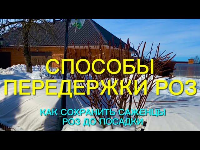 Розы. Это важно!!! Как сохранить розы до посадки в грунт. Ответы на Ваши вопросы. смотреть онлайн