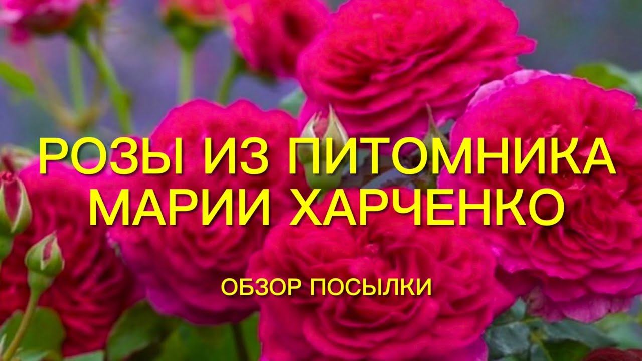 Розы. Посылка из питомника Марии Харченко. Мечты сбываются. Давно хотела посадить их розы. смотреть онлайн