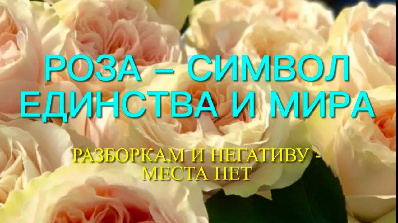 Розы. Так надоел негатив. Давайте поговорим о красоте. Заказ на весну 2022 . Срочный выпуск. смотреть онлайн