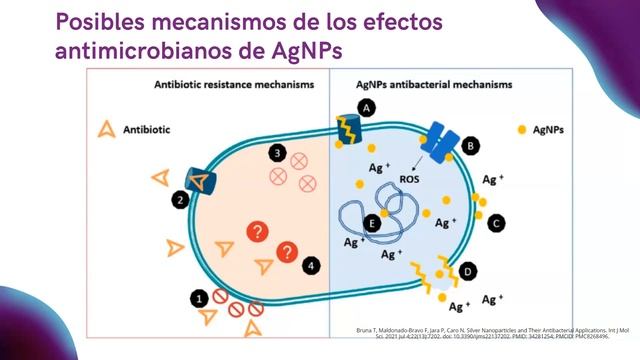 Nanopartículas de plata y su uso en tratamiento de las infecciones - Dra. Maria Maklakova смотреть онлайн