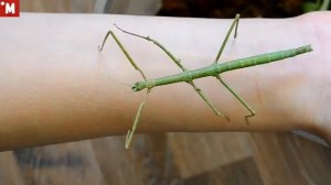 Палочники. Содержание дома. Обзор.