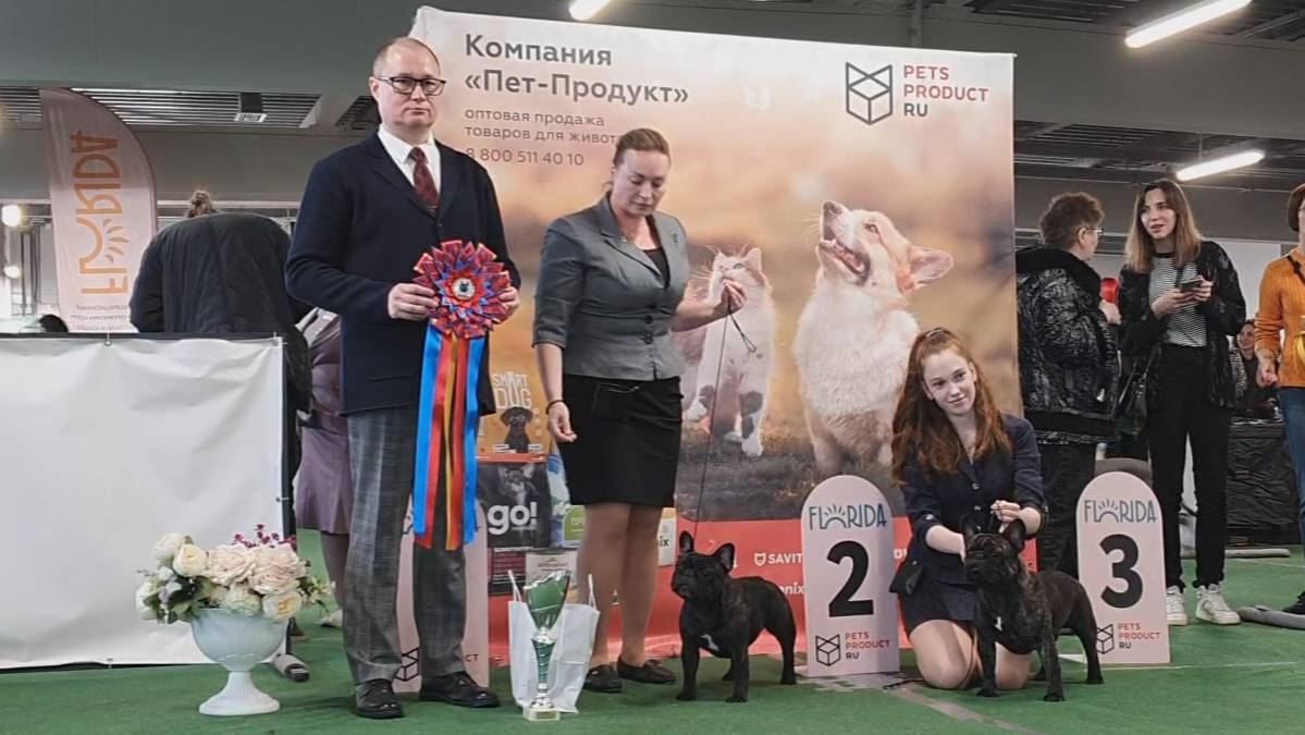 29.03.2025, СПб. Клуб "Спарс" (РКФ, РФСС). Моно ФРАНЦУЗСКИЙ БУЛЬДОГ смотреть онлайн