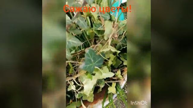 Сажаю цветы. смотреть онлайн