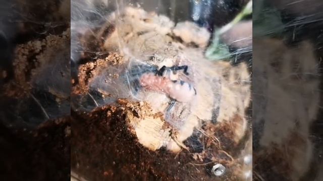 Cyriocosmus perezmilesi 🧡 Serduszkodupny nabytek смотреть онлайн