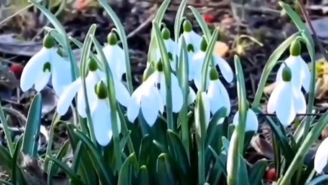 "Подари мне подснежник"   В.Рих