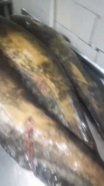 Сом на холодное копчение! #москит #холодноекопчение #shorts #копчу_сам_автор