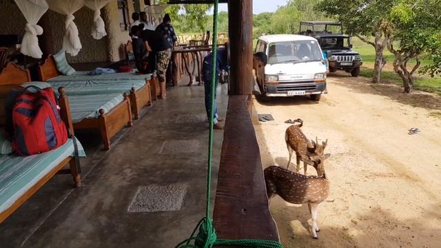 Yala national park old buthawa bungalow смотреть онлайн