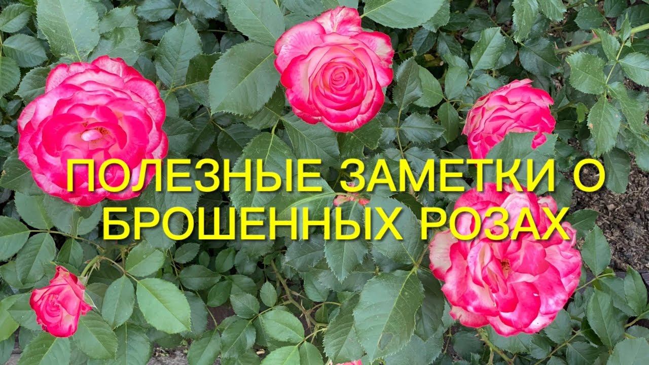 Полезные заметки о брошенных розах и гортензиях после заморозков. Результат удивил!!! смотреть онлайн