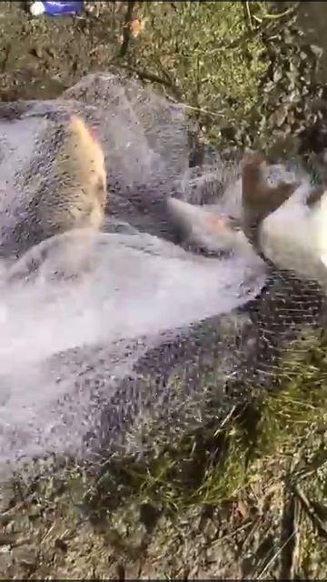 Ты поймал!!! Кастинговая сеть с большим кольцом. смотреть онлайн