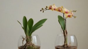 Выращивание орхидеи в стеклянной вазе без субстрата - Уход за комнатными цветами