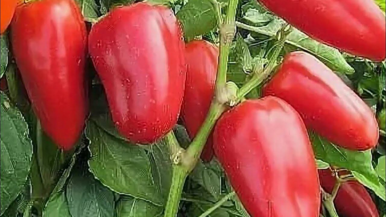 Мой опыт выращивания сладкого перца. Сеем вместе... смотреть онлайн