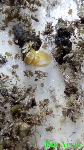 Ladybird Beetle larvae molt (shed its skin) |Pak agrin смотреть онлайн
