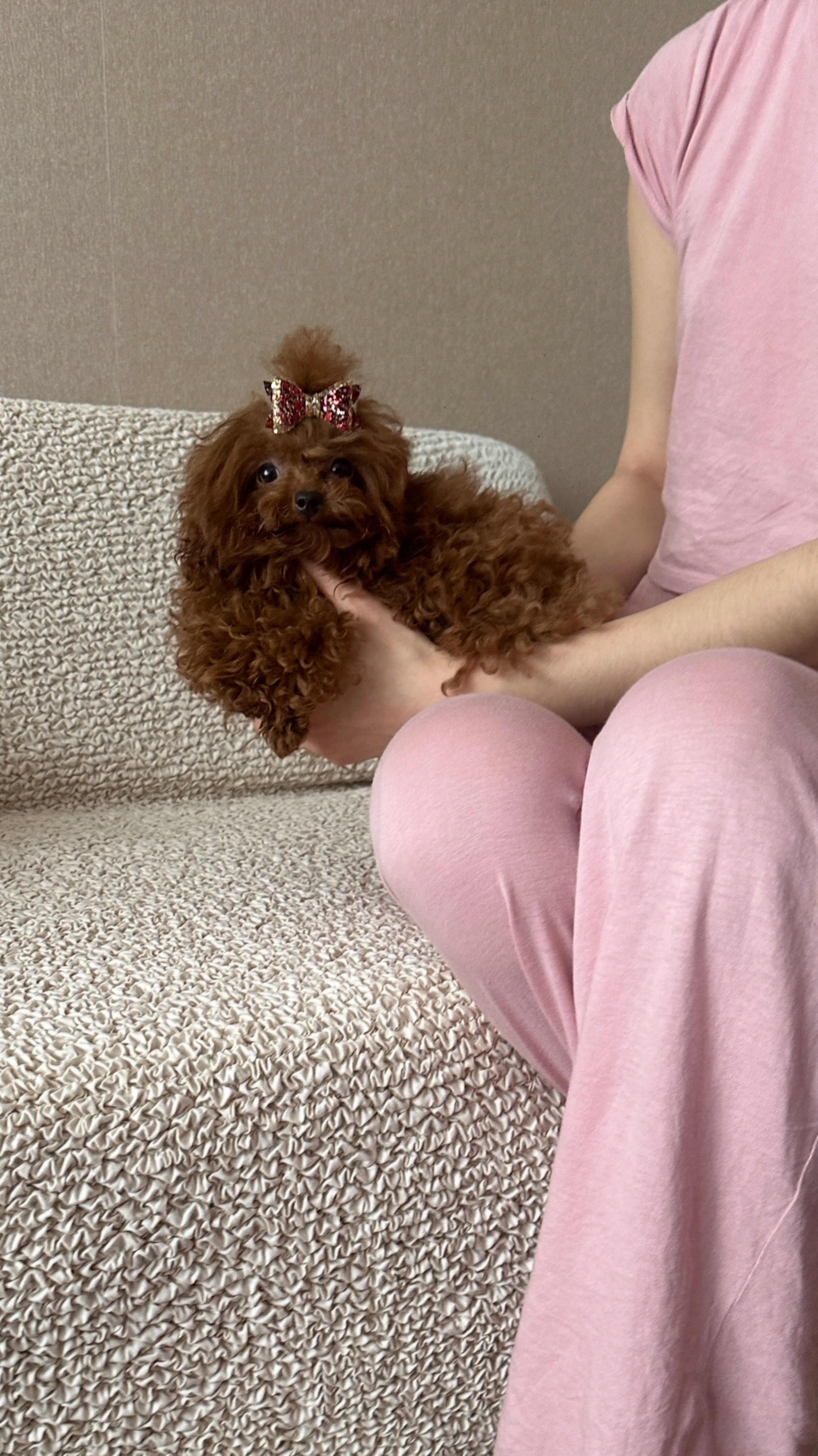 Micro тикап пудель Тедди из Китая в Москве