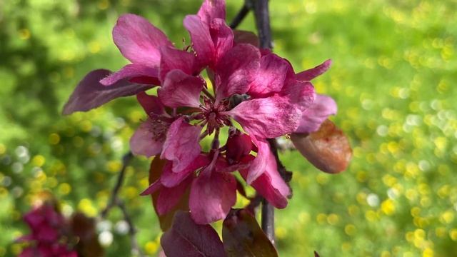 Crab apple (Malus 'Rudolph') - flowers - April 2023 смотреть онлайн