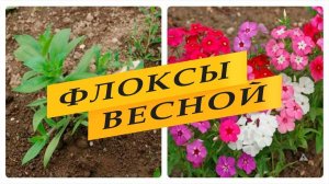 Флоксы весной, что нужно сделать.