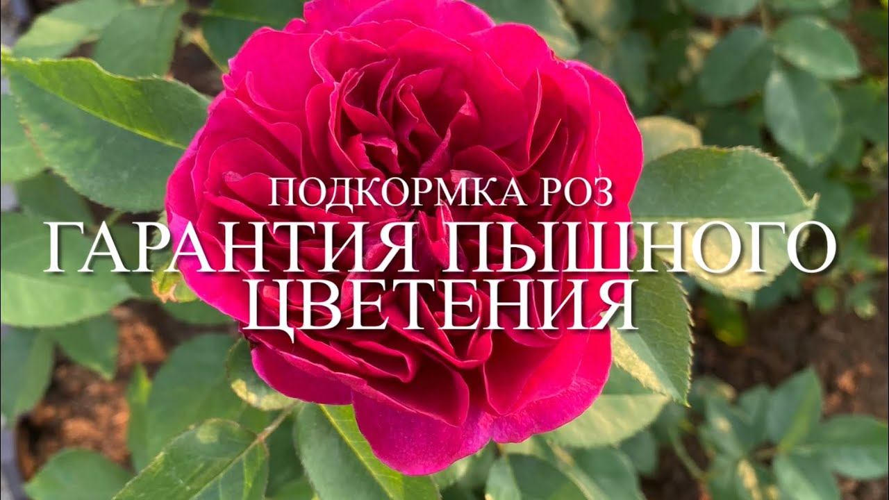Розы. Взрыва не будет, а результат гарантирован. Подкормка роз перед цветением. смотреть онлайн