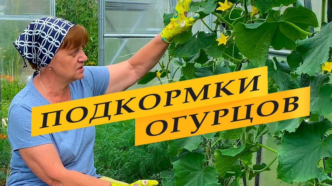 Поддерживаем рост и плодоношение огурцов. смотреть онлайн