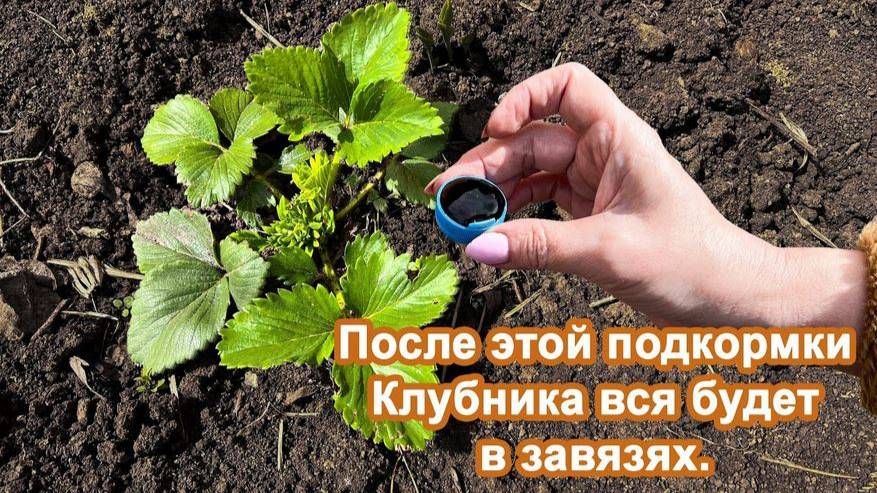 Клубника завалит ягодой если Весной внести ЭТО . Удобрение для цветения и плодоношения. смотреть онлайн