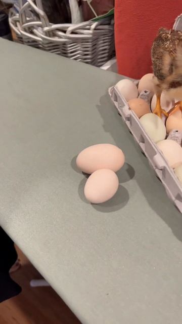 🛠️🥰 Best tip ever! #HomeImprovement #DGTech #ApplianceRepair смотреть онлайн