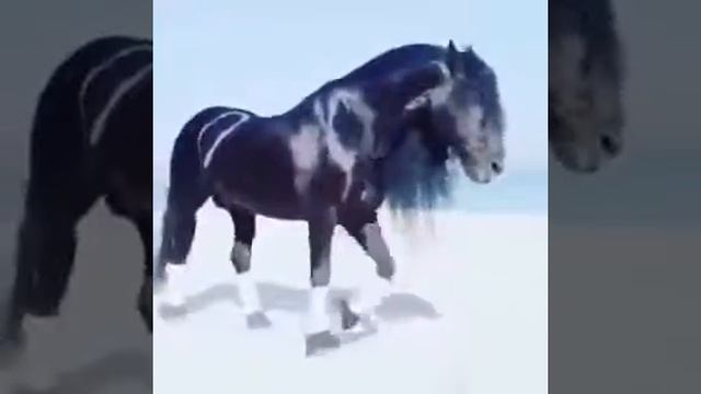 Необычный конь смотреть онлайн