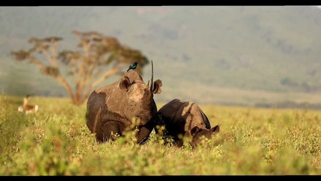 Black Rhinos grazing at Lewa Conservancy смотреть онлайн