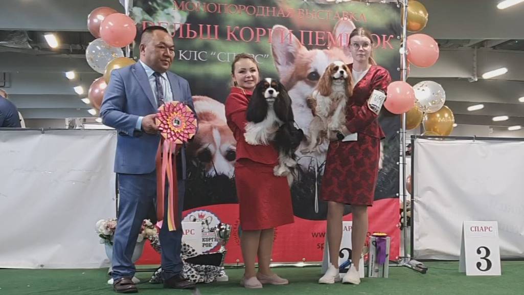 29.03.2025, СПб. Клуб "Спарс" (РКФ, РФСС). Моно КАВАЛЕР КИНГ ЧАРЛЬЗ СПАНИЕЛЬ смотреть онлайн