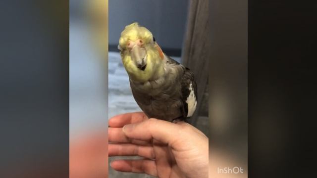 Почему кореллы так делают?)) смотреть онлайн