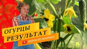 Огурцы в теплице. Стоит ли приспускать.