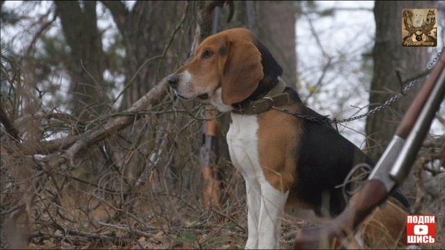 Требования с собаками охотничьих пород и ловчими птицами