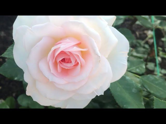 Открываю розы. смотреть онлайн