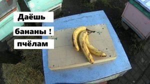 Кормление пчёл бананами ранней весной.