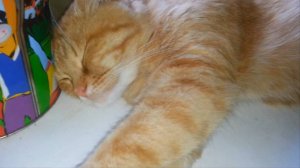 В лапах Морфея. Часть 2