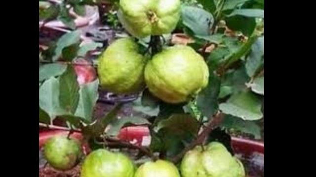 प्रेगनेंसी में सपने में अमरुद देखना का मतलब क्या होता है? अमरुद का पेड़ देखना, खाना का अर्थ смотреть онлайн