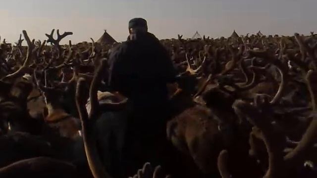 стадо оленей смотреть онлайн