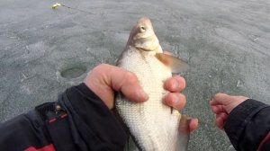 Насадка против безнасадки. Весенняя Белоярка.