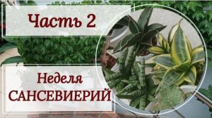 Неделя сансевиерий. Часть 2.
