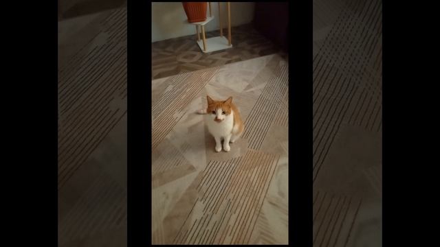 Наши милые котики Гарик и Симка смотреть онлайн