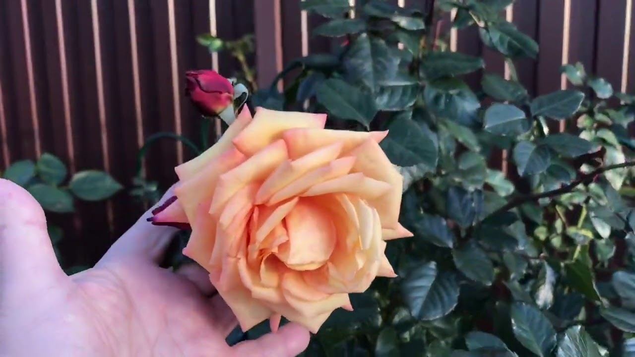 Розы. Все об обрезке и подготовки роз к зиме...... смотреть онлайн