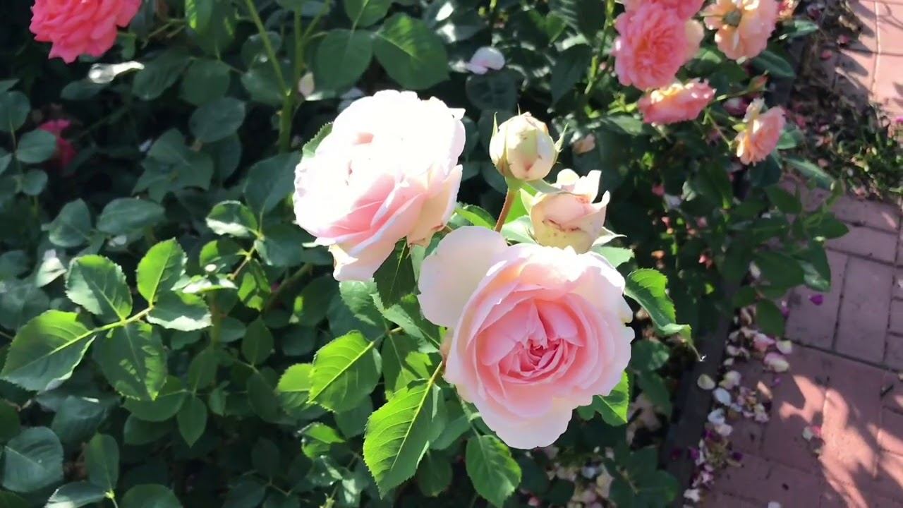 Розы. Своих позиций не сдают. смотреть онлайн