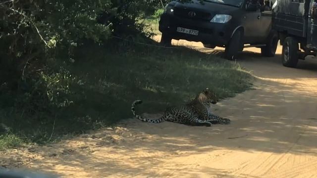 Leopard at Yala National park in Sri Lanka so close to the jeep смотреть онлайн
