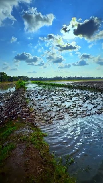 Уточки пересекают рисовые поля в Индии. смотреть онлайн