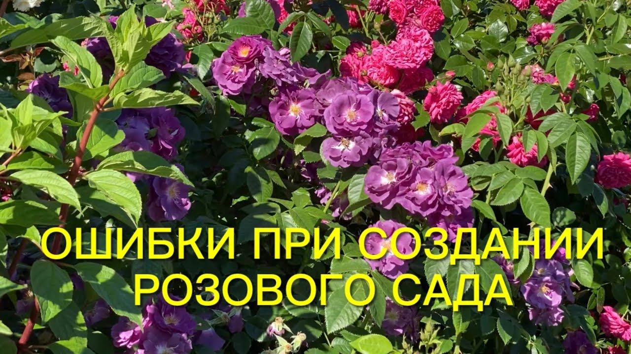Ошибки при создании розового сада и как их избежать. Полезные объявления. смотреть онлайн