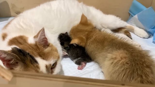 10 sec after birth - Adopted kitten helped mom cat give birth for two more kittens смотреть онлайн