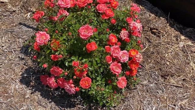 OSO EASY® Mango Salsa Rose | Garden Crossings смотреть онлайн